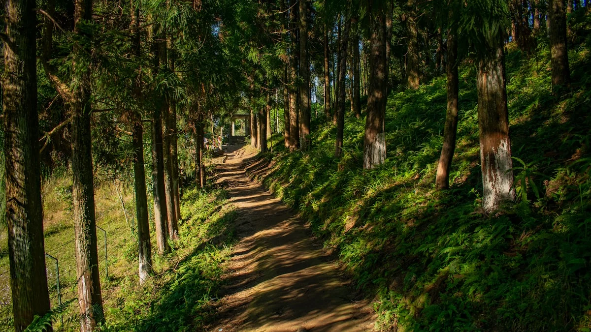 A quiet dirt path winding through sun-dappled trees, an invitation to one unscheduled walk - a Quiet Core Reset guide to Beginner's Guide to Escaping Hustle Culture.