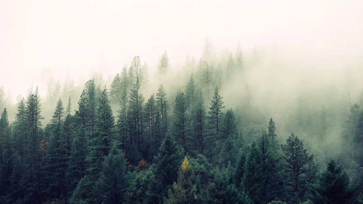 Low mist drifting through a dense evergreen forest on a mountain slope, layers of trees fading into a pale, hazy glow - a Quiet Core Reset guide to Brain Fog.