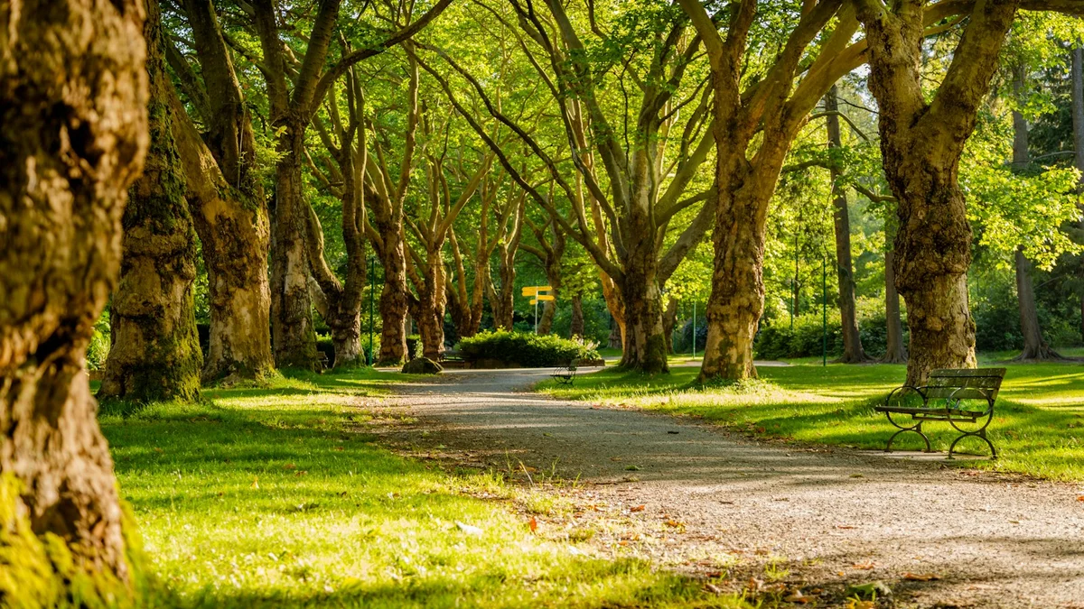 A row of large old trees lining a park path, a green bench and dappled sunlight - a Quiet Core Reset guide to Breathing When You're Already Burned Out.