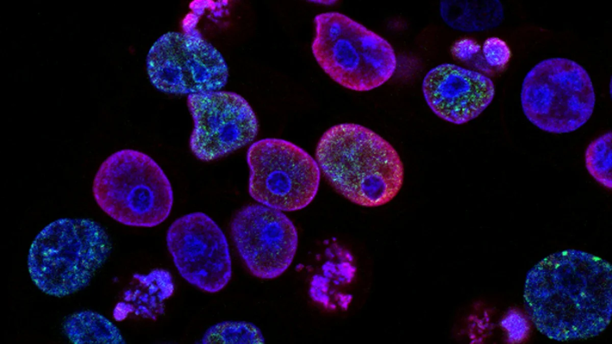 Fluorescent microscope image of cells glowing in pink, purple and blue - a Quiet Core Reset guide to What Science Says About Burnout Recovery.