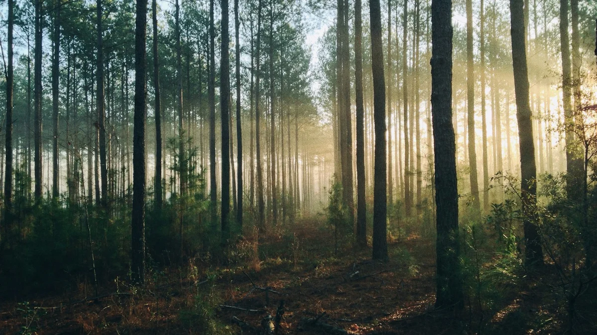 Sunlight streaming through a misty pine forest, a quiet path - a Quiet Core Reset guide to Comparison Cure.