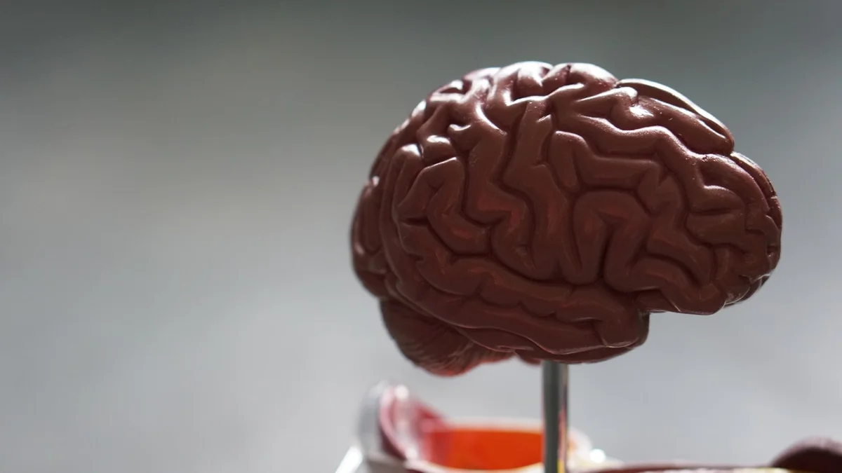 A reddish anatomical model of a human brain on a stand - a Quiet Core Reset guide to Science of Depletion.