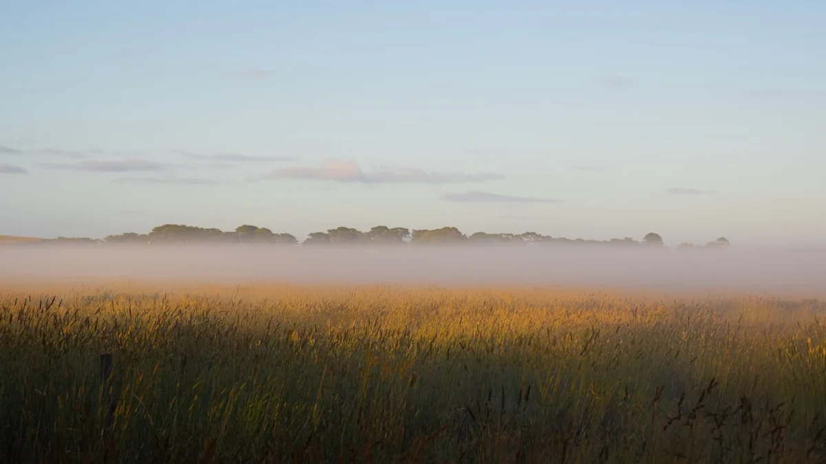 A golden field at dawn with soft fog blurring the treeline beyond - a Quiet Core Reset guide to Emotional Reasoning: When Your Feelings Become Your Facts.