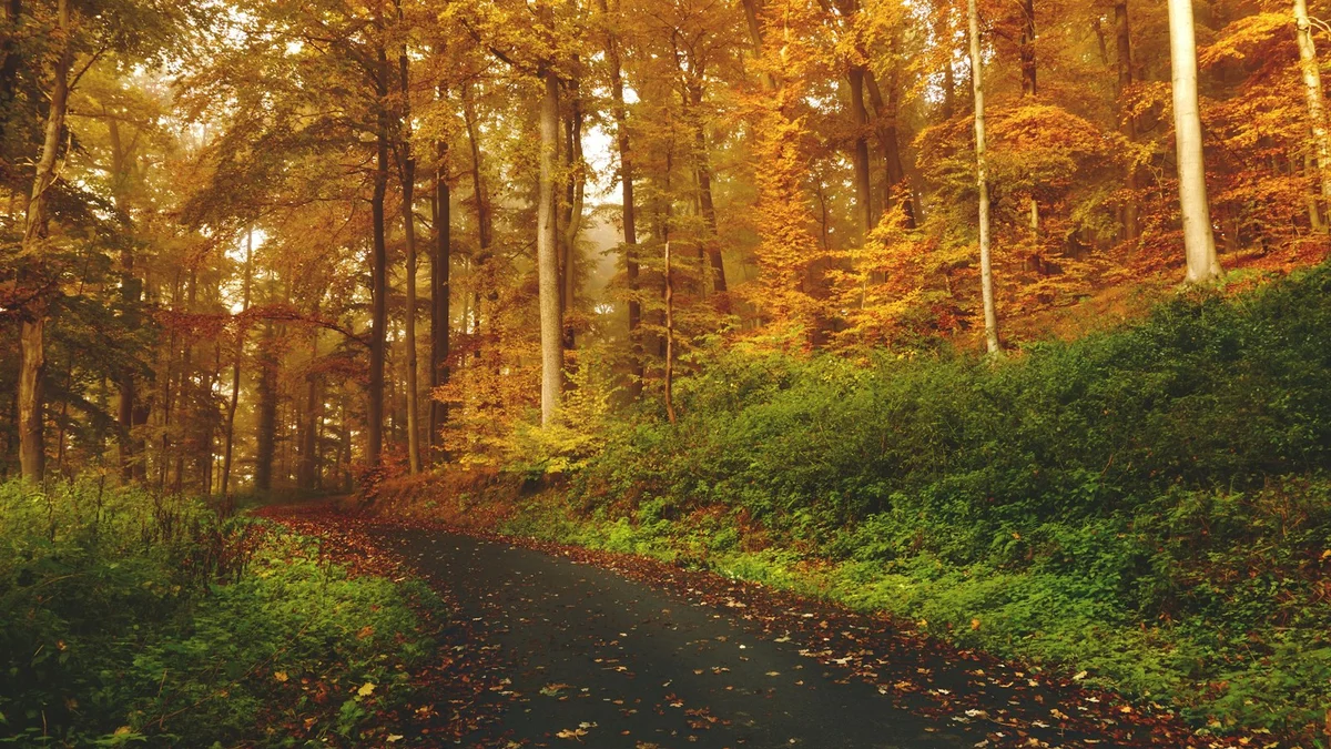 A golden autumn forest with a winding path and scattered orange leaves - a Quiet Core Reset guide to From Flat to Alive: Rebuilding Your Capacity for Joy.