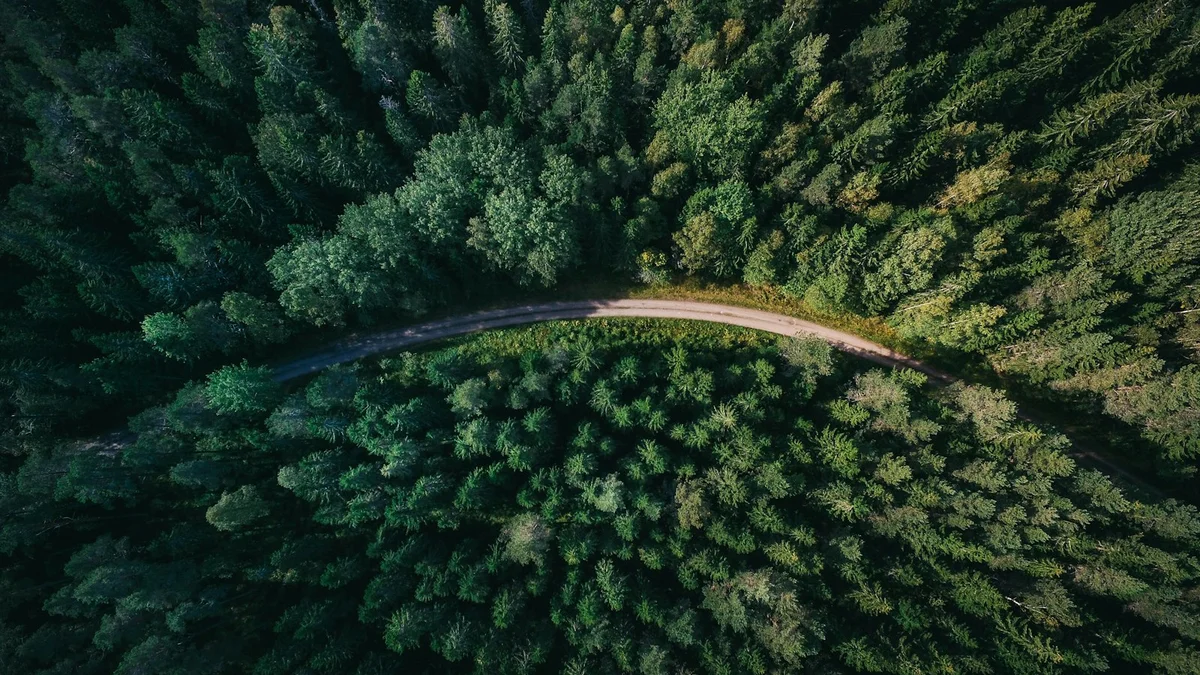 An aerial view of a winding road cutting through a dense green forest - a Quiet Core Reset guide to Connection Between Jaw Tension and People-Pleasing.