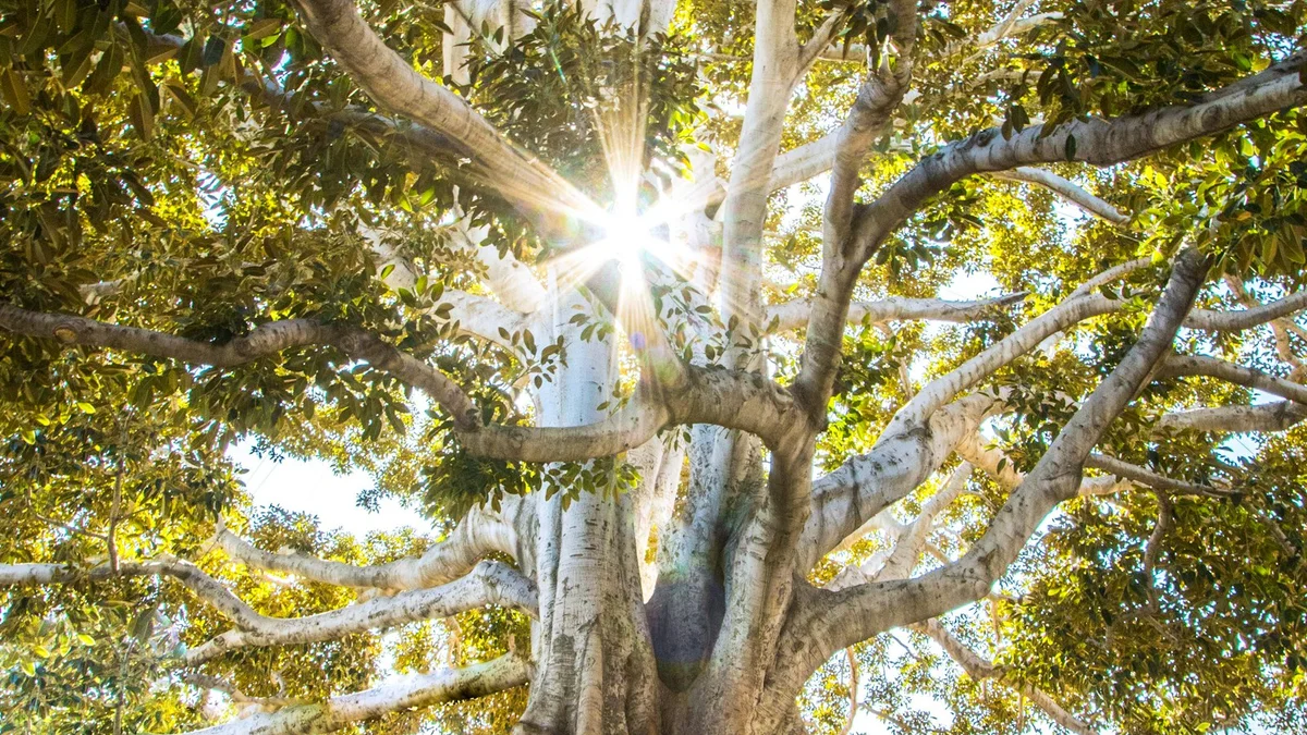 Sunlight shining through the wide branches of a large leafy tree, seen from below - a Quiet Core Reset guide to Joy in the Ordinary.
