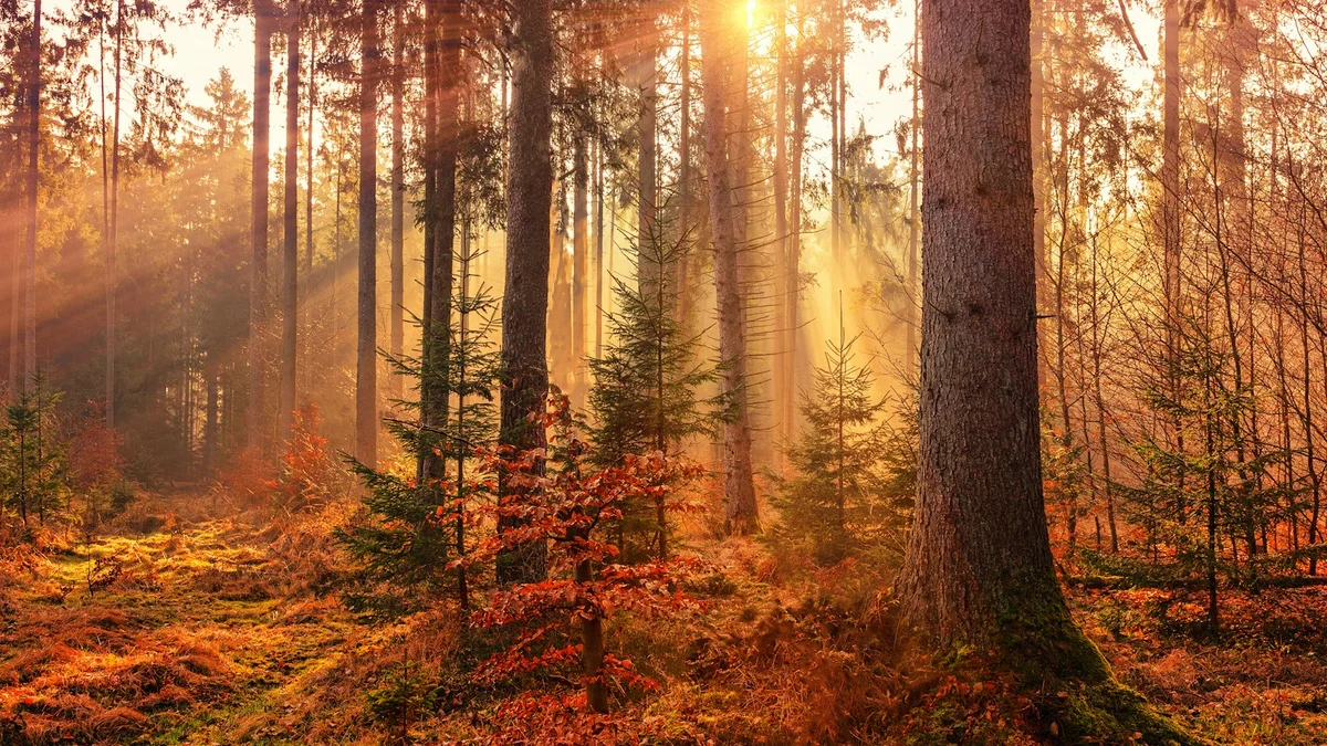 Warm golden sunlight filtering through a forest of tall trees in autumn - a Quiet Core Reset guide to Locating Emotion in Your Body.