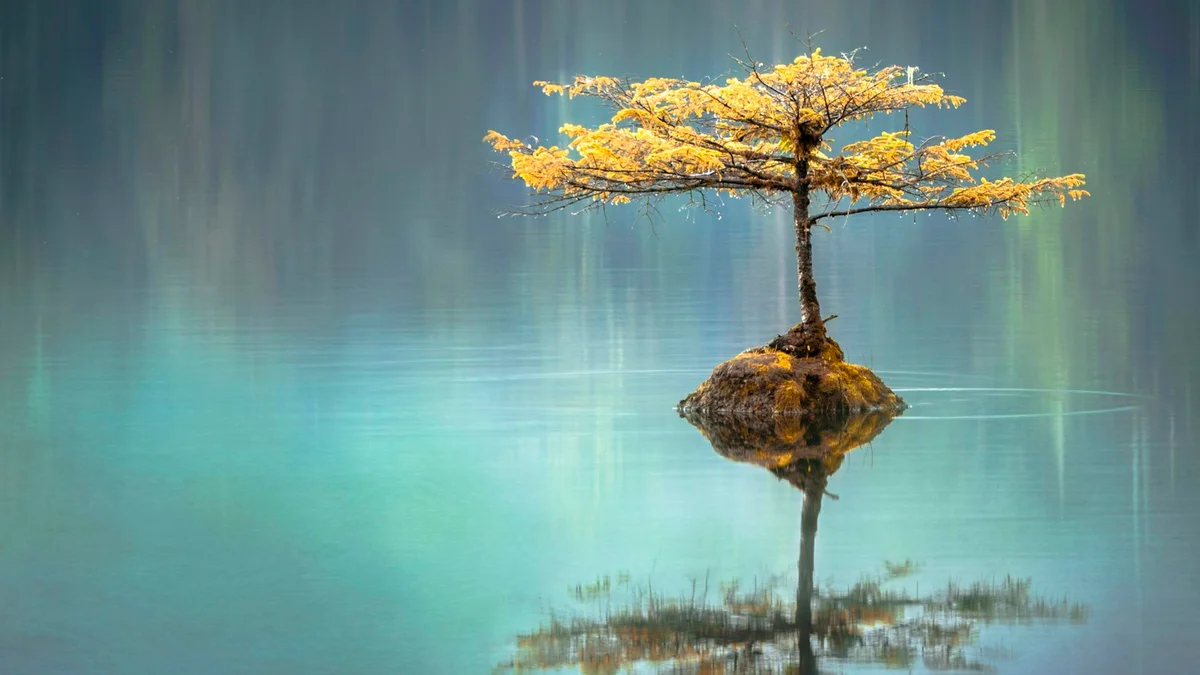 A lone golden-leafed tree on a small mossy island in calm turquoise water, perfectly reflected - a Quiet Core Reset guide to Mid-Day Body Reset.
