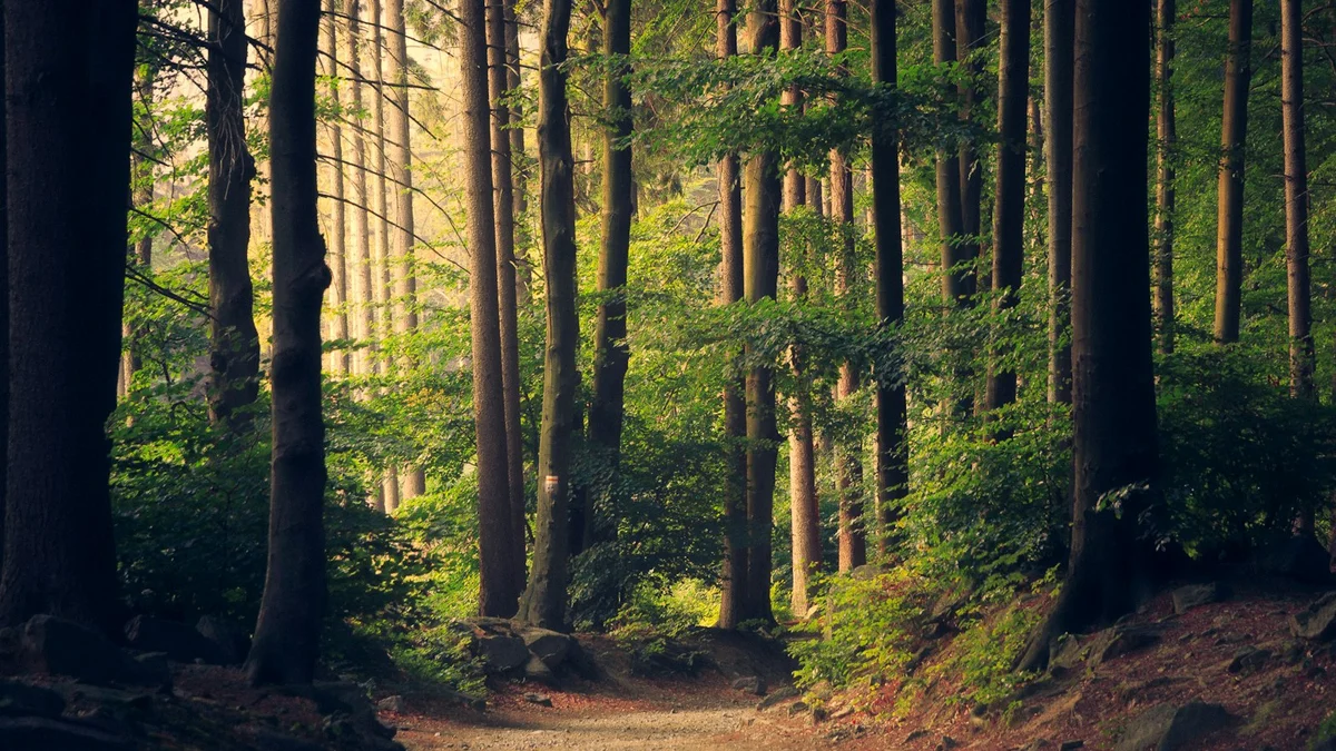 A sunlit path through a tall green forest with golden light between the trees - a Quiet Core Reset guide to How to Reawaken Joy in Ordinary Moments.