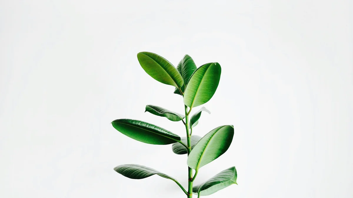 A single green plant branch with glossy leaves against a clean white background - a Quiet Core Reset guide to Rebuilding After a Slip.