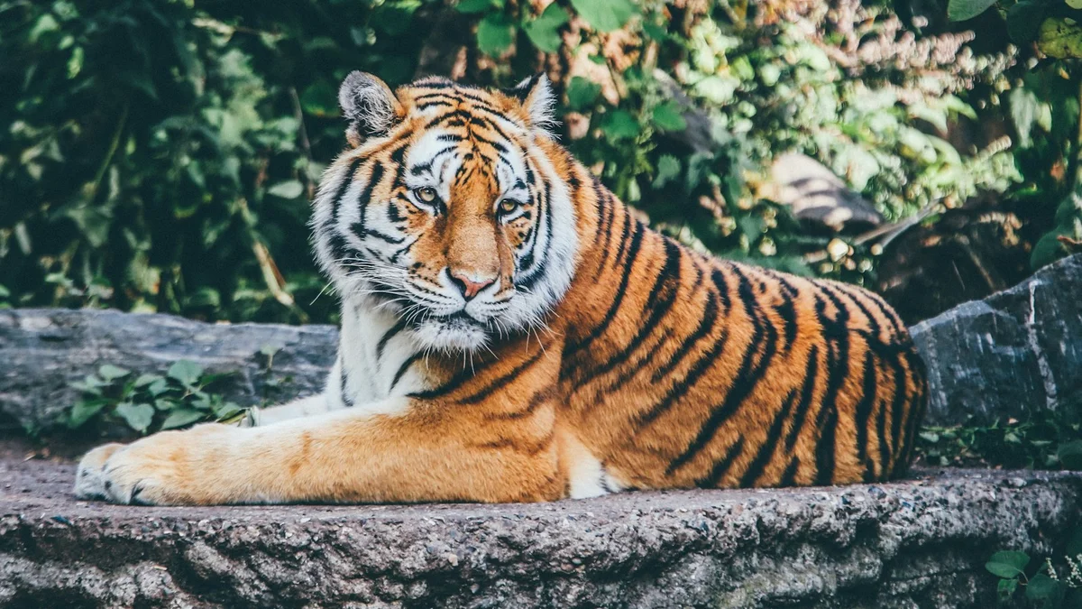 A resting tiger lying on a rock, looking directly ahead, calm and powerful - a Quiet Core Reset guide to Rest & Digest Explained Simply.