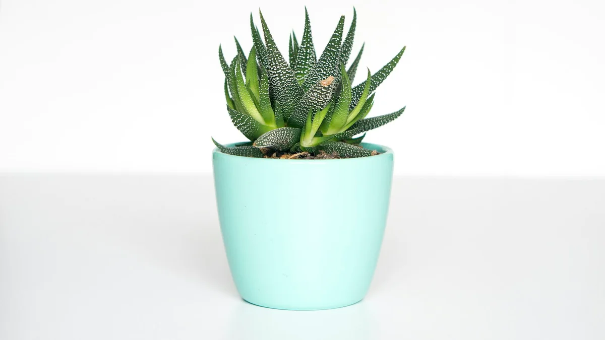 A small potted succulent in a mint-green pot on a white surface - a Quiet Core Reset guide to Why Your Routine Should Feel Like Coming Home.