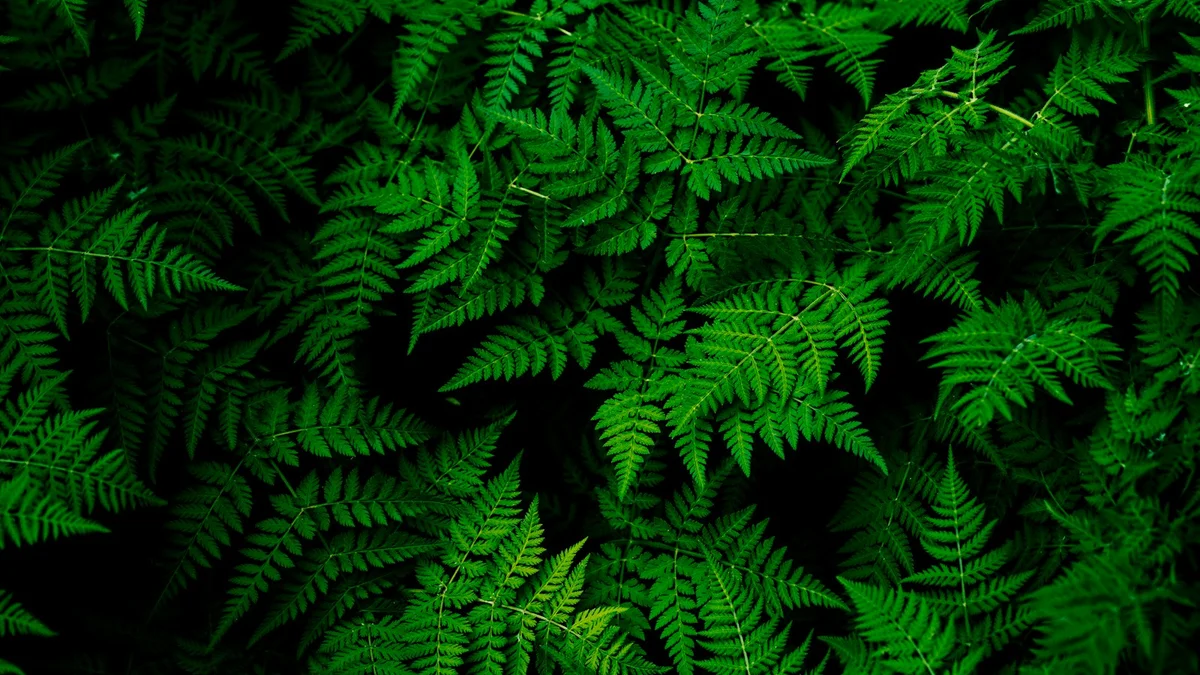 A dense pattern of bright green fern leaves filling the frame - a Quiet Core Reset guide to How Your Senses Can Bring You Back to Joy.
