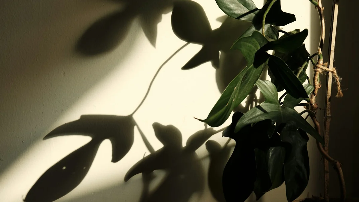 Soft plant shadows cast on a sunlit wall - a Quiet Core Reset guide to 7 Subtle Signs of a Harsh Inner Critic You Might Be Missing.