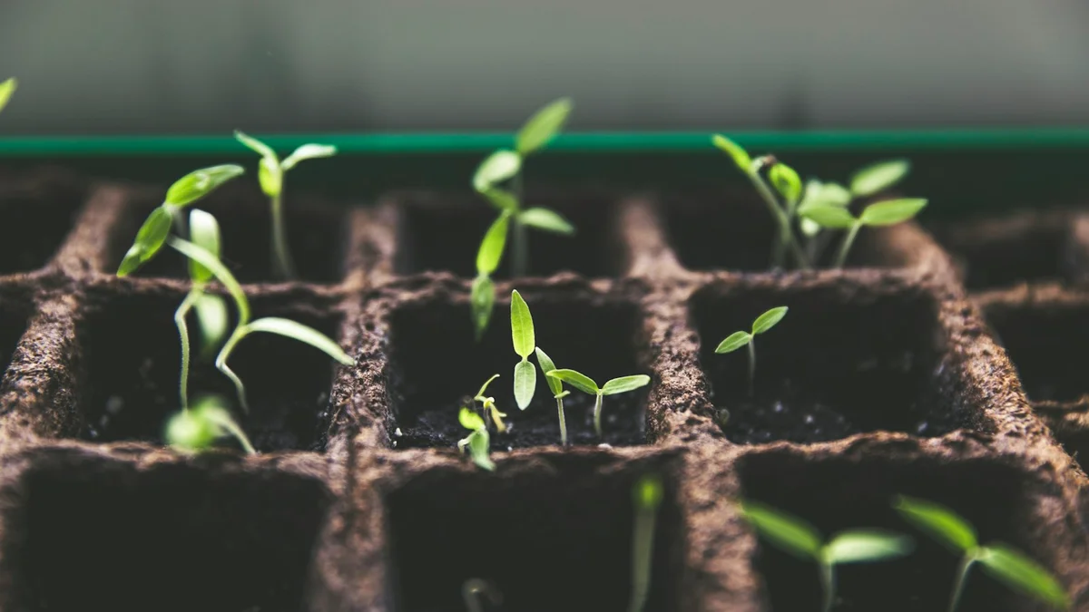 Young green seedlings sprouting in small pots of soil, growth and new beginning - a Quiet Core Reset guide to Why Your Energy Runs Out Before Your Day Does.
