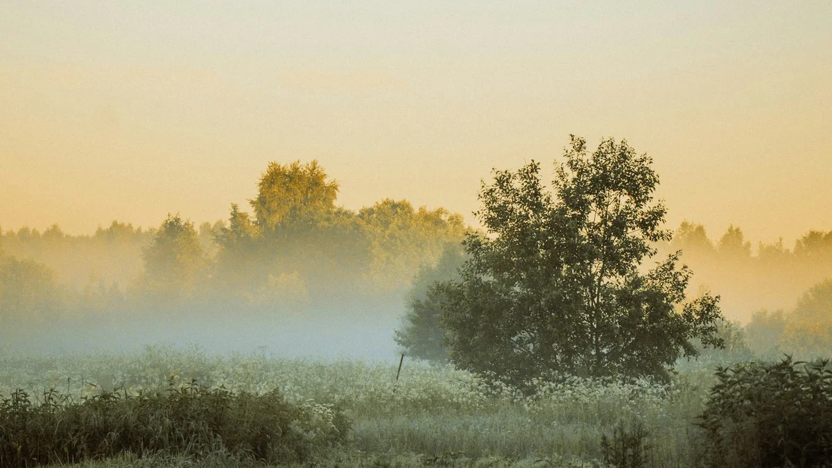 A lone tree standing in a foggy meadow at soft sunrise - a Quiet Core Reset guide to Why Your Inner Critic Is So Loud (It's Not Because You're Weak).