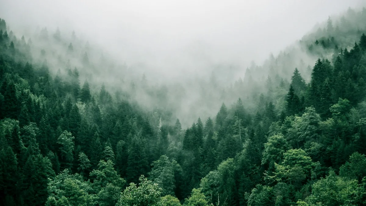A dense green forest in mist and fog, moody and atmospheric - a Quiet Core Reset guide to Why 'Pushing Through' Is Wrecking Your Body.