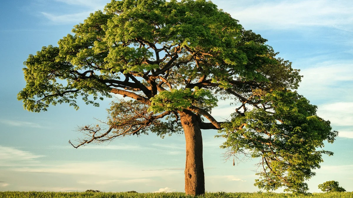 A single large green tree standing in a field under a blue sky - a Quiet Core Reset guide to Why Burnout Recovery Feels So Slow.