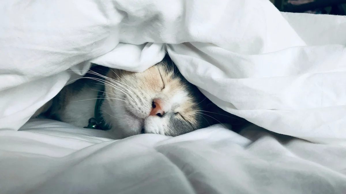 A cat sleeping peacefully tucked under soft white bedding - a Quiet Core Reset guide to Why Rest Is Not a Reward You Have to Earn.