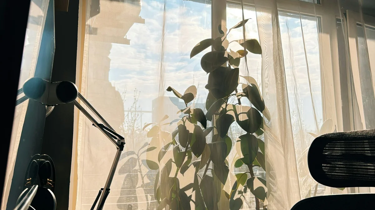 A calm desk with plants beside a sunlit window - a Quiet Core Reset guide to Science of Work Energy.